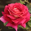 Kép 1/3 - Rosa 'Kronenbourg' - vörös - sárga - teahibrid rózsa