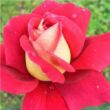 Rosa 'Kronenbourg' - vörös - sárga - teahibrid rózsa