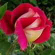 Rosa 'Kronenbourg' - vörös - sárga - teahibrid rózsa