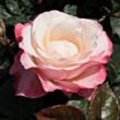 Kép 1/3 - Rosa 'La Garçonne' - fehér - vörös - teahibrid rózsa
