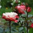 Kép 2/3 - Rosa 'La Garçonne' - fehér - vörös - teahibrid rózsa