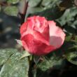 Rosa 'La Garçonne' - fehér - vörös - teahibrid rózsa