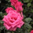 Rosa 'Lancôme' - rózsaszín - teahibrid rózsa