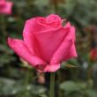 Kép 3/3 - Rosa 'Lancôme' - rózsaszín - teahibrid rózsa