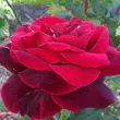 Kép 1/3 - Rosa 'Mister Lincoln' - vörös - teahibrid rózsa