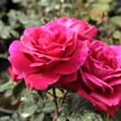 Rosa 'Mister Lincoln' - vörös - teahibrid rózsa