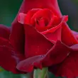 Kép 3/3 - Rosa 'Mister Lincoln' - vörös - teahibrid rózsa