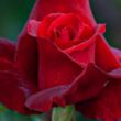 Rosa 'Mister Lincoln' - vörös - teahibrid rózsa