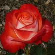 Kép 1/3 - Rosa 'Joy of Life' - vörös - fehér - teahibrid rózsa