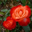 Rosa 'Joy of Life' - vörös - fehér - teahibrid rózsa