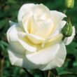 Kép 1/3 - Rosa 'Mount Shasta' - fehér - virágágyi grandiflora - floribunda rózsa