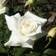 Rosa 'Mount Shasta' - fehér - virágágyi grandiflora - floribunda rózsa