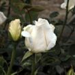 Kép 3/3 - Rosa 'Mount Shasta' - fehér - virágágyi grandiflora - floribunda rózsa