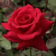 Kép 1/3 - Rosa 'National Trust' - vörös - teahibrid rózsa