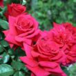 Rosa 'National Trust' - vörös - teahibrid rózsa
