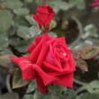 Kép 3/3 - Rosa 'National Trust' - vörös - teahibrid rózsa