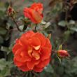 Kép 2/3 - Rosa 'Monica®' - narancssárga - teahibrid rózsa