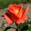 Rosa 'Monica®' - narancssárga - teahibrid rózsa