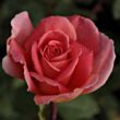 Kép 1/3 - Rosa 'Courtoisie' - narancssárga - virágágyi floribunda rózsa