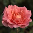 Rosa 'Courtoisie' - narancssárga - virágágyi floribunda rózsa