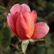 Kép 3/3 - Rosa 'Courtoisie' - narancssárga - virágágyi floribunda rózsa