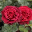 Kép 2/3 - Rosa 'Magia Nera™' - vörös - teahibrid rózsa