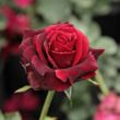 Kép 3/3 - Rosa 'Magia Nera™' - vörös - teahibrid rózsa