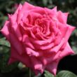 Kép 1/3 - Rosa 'Isabel de Ortiz®' - rózsaszín - teahibrid rózsa