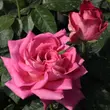 Kép 2/3 - Rosa 'Isabel de Ortiz®' - rózsaszín - teahibrid rózsa