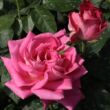 Rosa 'Isabel de Ortiz®' - rózsaszín - teahibrid rózsa