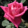 Rosa 'Isabel de Ortiz®' - rózsaszín - teahibrid rózsa