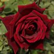 Kép 1/3 - Rosa 'Papa Meilland®' - vörös - teahibrid rózsa