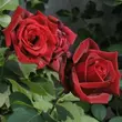 Kép 2/3 - Rosa 'Papa Meilland®' - vörös - teahibrid rózsa