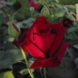 Rosa 'Papa Meilland®' - vörös - teahibrid rózsa