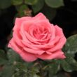Kép 1/3 - Rosa 'Pariser Charme' - rózsaszín - teahibrid rózsa