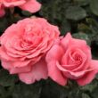 Rosa 'Pariser Charme' - rózsaszín - teahibrid rózsa
