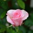 Kép 3/3 - Rosa 'Pariser Charme' - rózsaszín - teahibrid rózsa