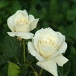 Kép 2/3 - Rosa 'Pascali®' - fehér - teahibrid rózsa
