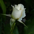 Kép 3/3 - Rosa 'Pascali®' - fehér - teahibrid rózsa