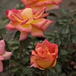 Kép 2/3 - Rosa 'Piccadilly' - vörös - sárga - teahibrid rózsa