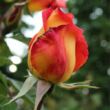 Rosa 'Piccadilly' - vörös - sárga - teahibrid rózsa