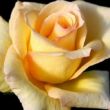 Kép 1/3 - Rosa 'Elegant Beauty®' - sárga - teahibrid rózsa