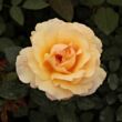 Rosa 'Elegant Beauty®' - sárga - teahibrid rózsa