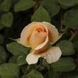 Rosa 'Elegant Beauty®' - sárga - teahibrid rózsa