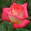 Kép 1/3 - Rosa 'Renica' - vörös - sárga - teahibrid rózsa