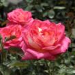 Kép 2/3 - Rosa 'Renica' - vörös - sárga - teahibrid rózsa
