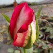 Kép 3/3 - Rosa 'Renica' - vörös - sárga - teahibrid rózsa