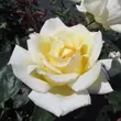 Kép 1/3 - Rosa 'Big Ben™' - sárga - climber, futó rózsa