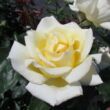 Kép 1/3 - Rosa 'Big Ben™' - sárga - climber, futó rózsa