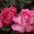 Rosa 'Rose Gaujard' - rózsaszín - teahibrid rózsa